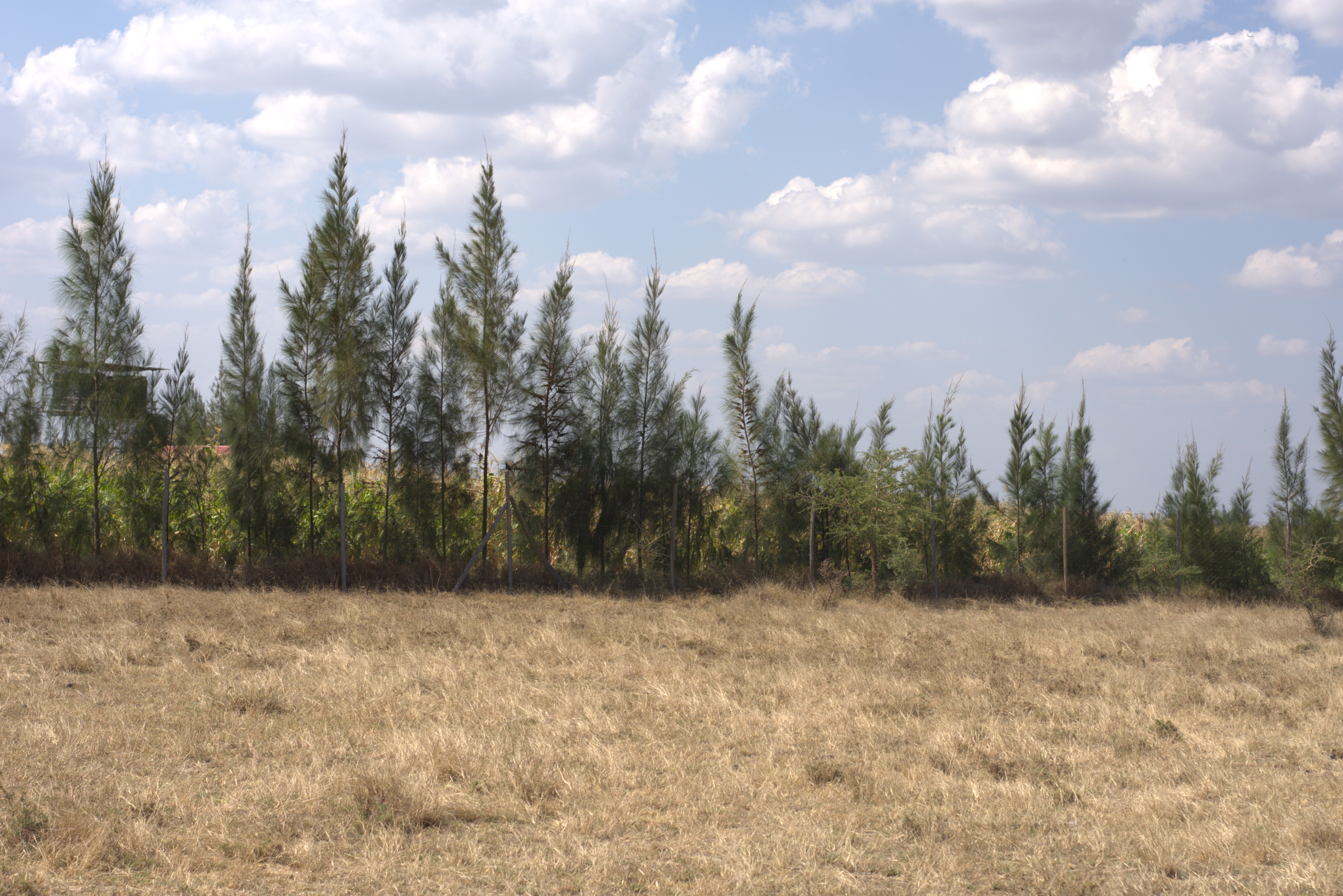 Mwalimu Farm 6